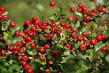 Hawthorn fruit - A